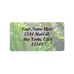 Etiqueta de pez ángel