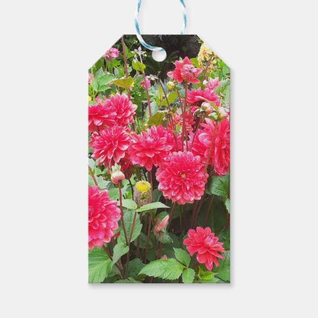 Etiqueta de regalo de Dahlias rosadas profundas (Anverso)