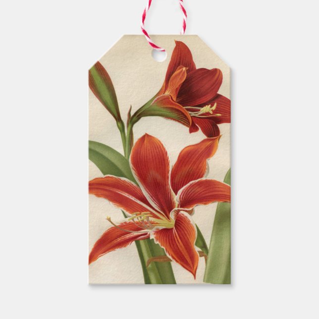 Etiqueta de regalo de los Navidades de Amaryllis R (Anverso)