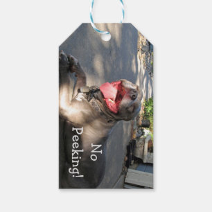 Etiqueta de regalo de Pitbull sonriente