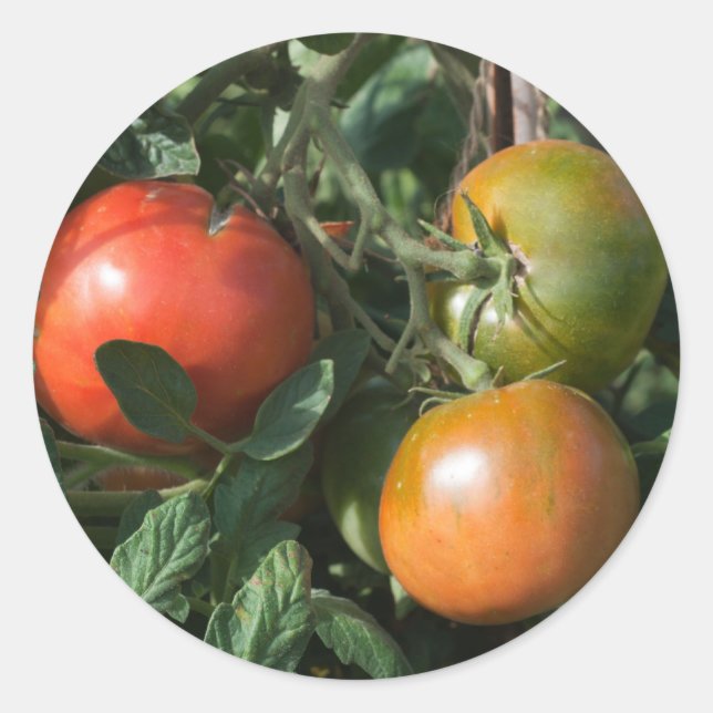 Etiqueta de tomate (Anverso)
