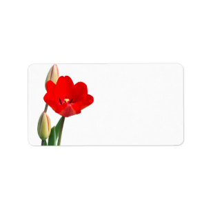 Etiqueta de tulipán