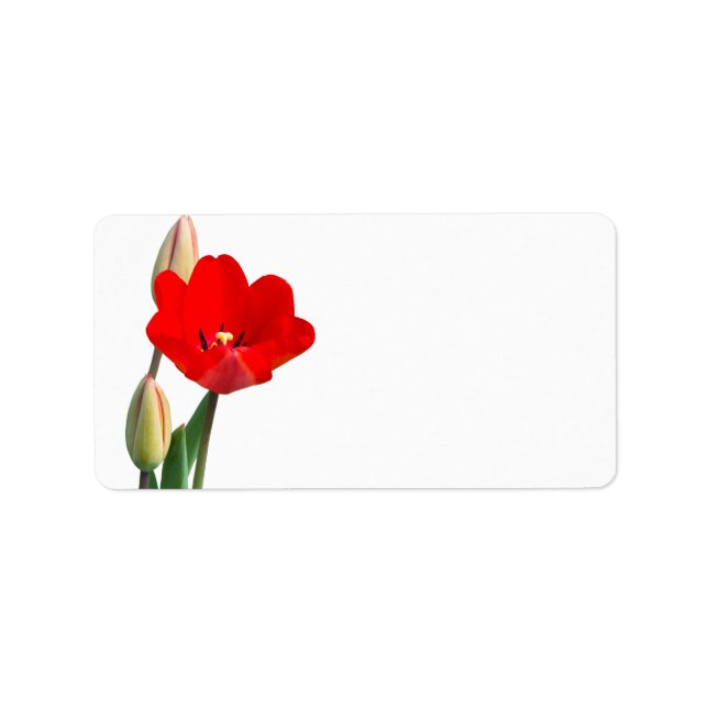 Etiqueta de tulipán (Frente)