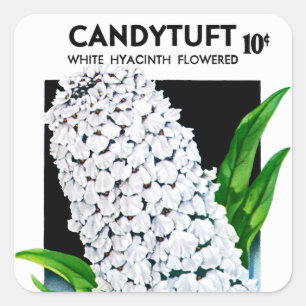 Etiqueta del paquete de semillas de Candytuft