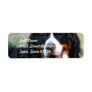 Etiqueta del perro de montaña de Bernese