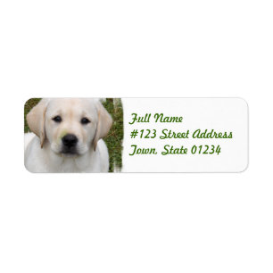 Etiqueta del remite del golden retriever