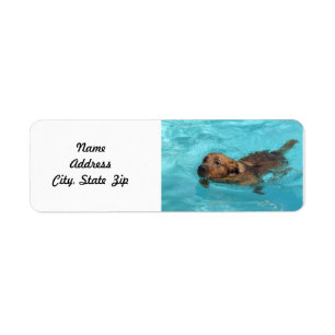 Etiqueta del remite del golden retriever, nadada