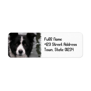 Etiqueta del remite del perro del border collie