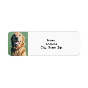 Etiqueta del remite, golden retriever