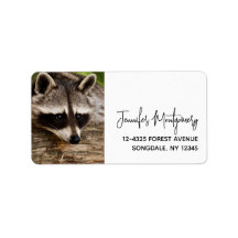 Descanso de mapache en un registro