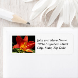 Etiqueta Dirección de retorno floral de naranja Daylily Blo