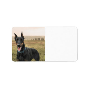 Etiqueta Doberman Pinscher En Campo