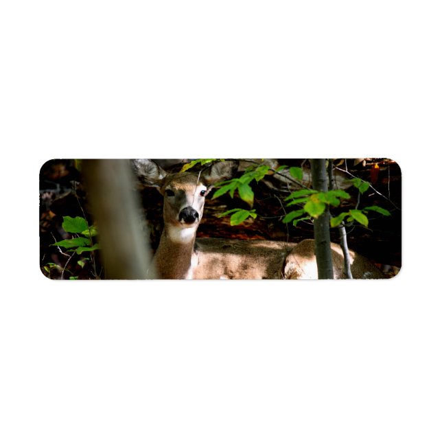 Etiqueta Doe de cola blanca (Frente)