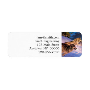 Etiqueta Dos lobos grises en la naturaleza invernal