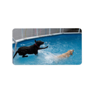 Etiqueta ¡Dos perros saltando a la piscina!
