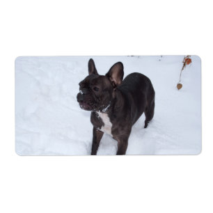 Etiqueta Dulce Bulldog francés negro le gusta la nieve