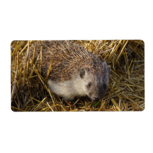 Etiqueta Dulce Hedgehog En El Campo Estúpido