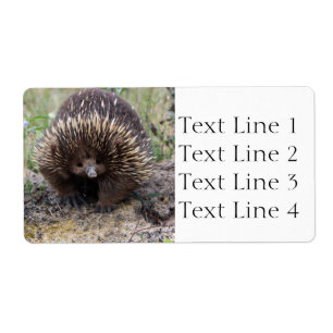Etiqueta Echidna o Anteatra espinosa Australia