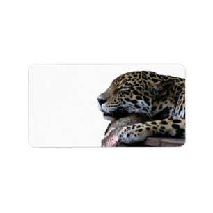 Etiqueta El dormir Jaguar ningún fondo