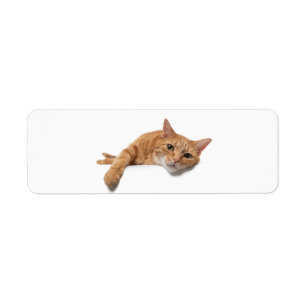 Etiqueta El gato del Naranja está caído