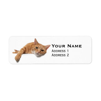 Etiqueta El gato del naranja está tumbado