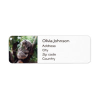 El Oso de Koala, tranquilo en un árbol