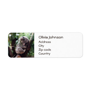 Etiqueta El Oso de Koala, tranquilo en un árbol