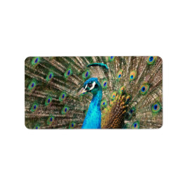 Etiqueta El pavo real azul