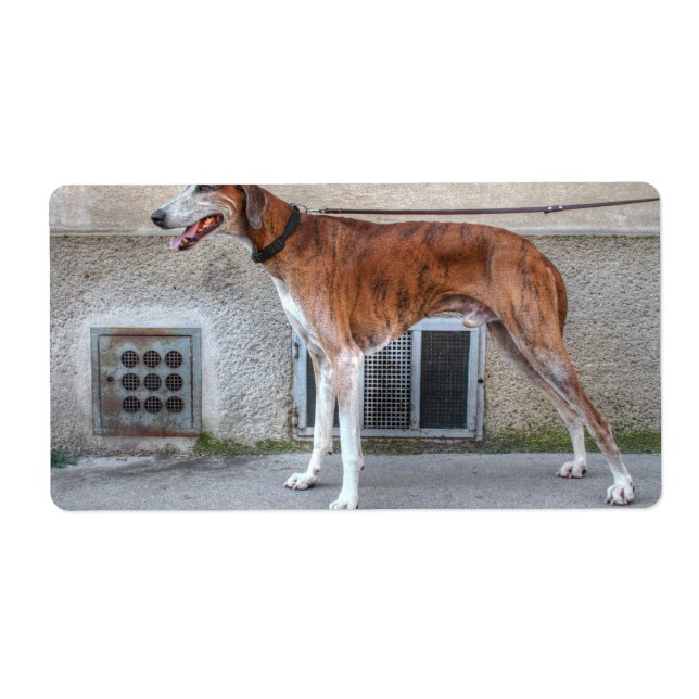 Etiqueta Elder Brindle Greyhound (Frente)