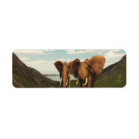 Elefante