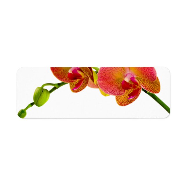 Etiqueta Elegante Naranja Orquídeas Personalizado Blank Lab (Frente)
