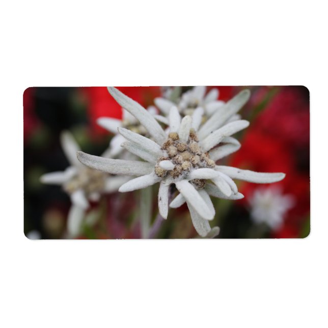 Etiqueta Encantador Edelweiss Leontopodium nivale (Frente)