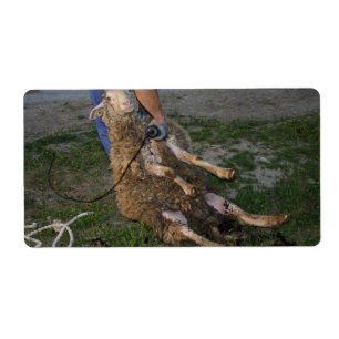 Etiqueta Esquivamiento de ovejas