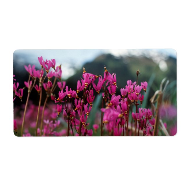 Etiqueta Estrellas de tiro dinámico (Frente)