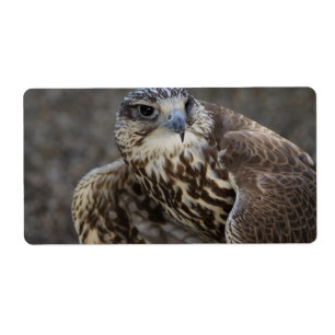 Etiqueta Falco cherrug