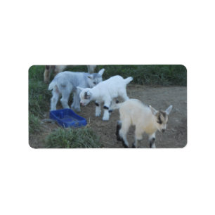 Etiqueta Familia de la cabra del bebé