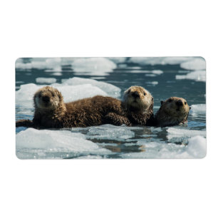 Etiqueta Familia de la nutria de mar