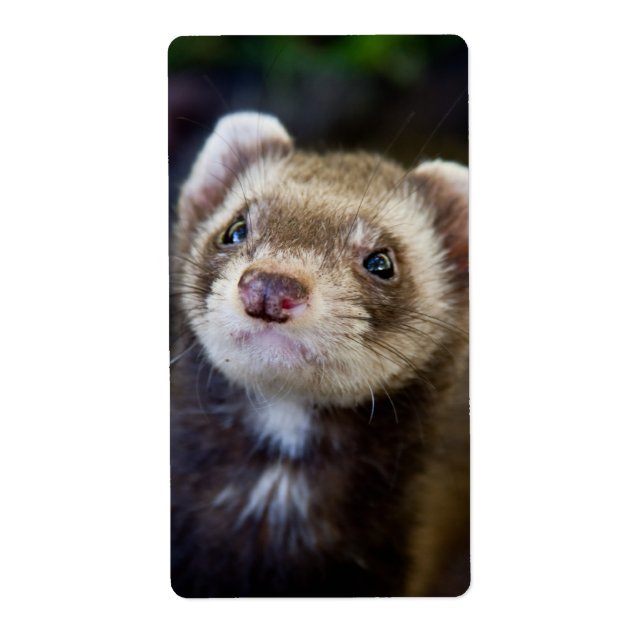 Etiqueta Ferret (Frente)