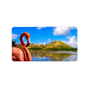 Etiqueta Flamingo caribeño en St Kitts