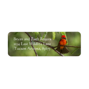 Etiqueta Flashy VermilliFlycatcher