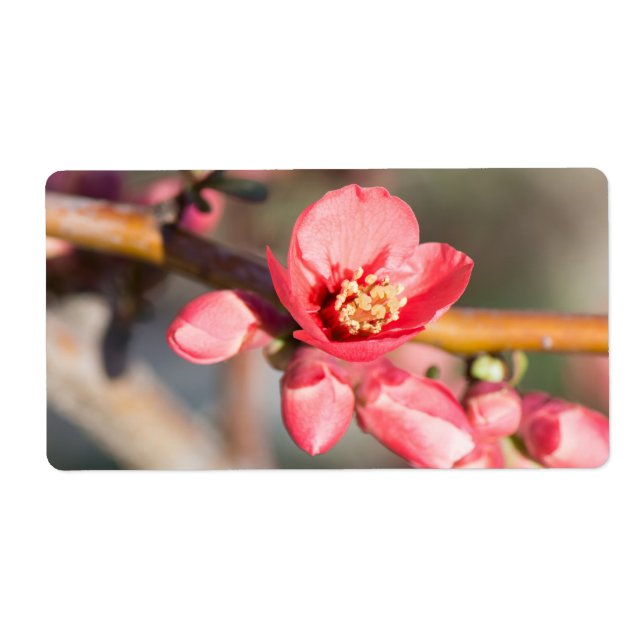 Etiqueta Flor de primavera (Frente)