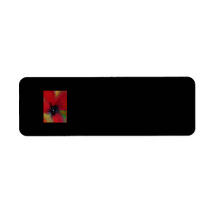 Etiqueta Flor roja, amapola