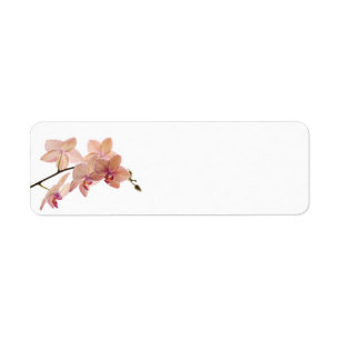 Etiqueta Flor rosada de la orquídea del Dendrobium -