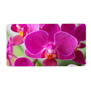 Etiqueta Flor rosada de la orquídea - plantilla floral de