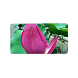 Etiqueta Flor rosada del deslumbramiento Lotus