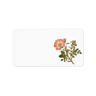 Etiqueta floral de bonito - Rosa de cosecha rosa