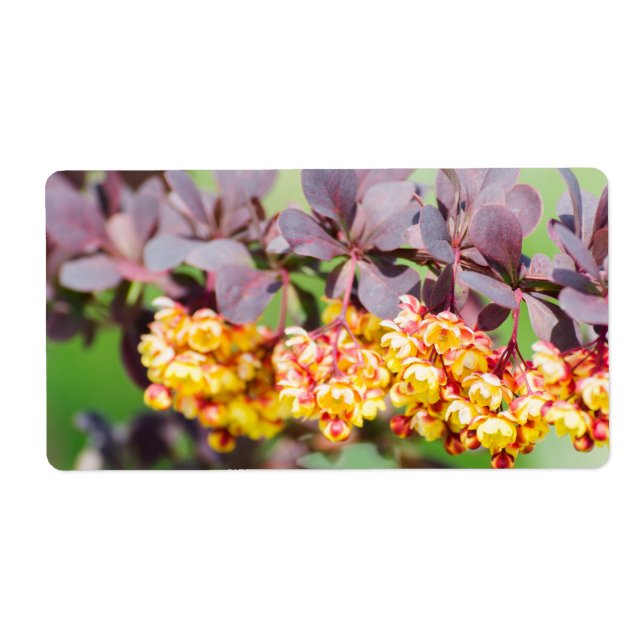 Etiqueta Florecimiento de primavera (Frente)