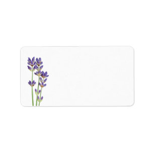 Etiqueta Flores de la lavanda aisladas en el fondo blanco