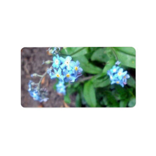 Etiqueta Flores de la nomeolvides