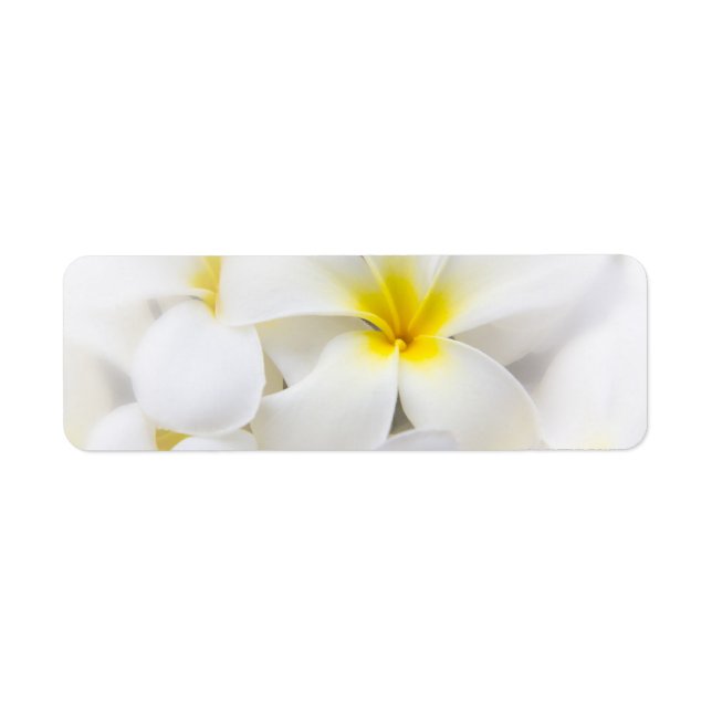 Etiqueta Flores florales de Plumeria Blanca Frangipani (Frente)